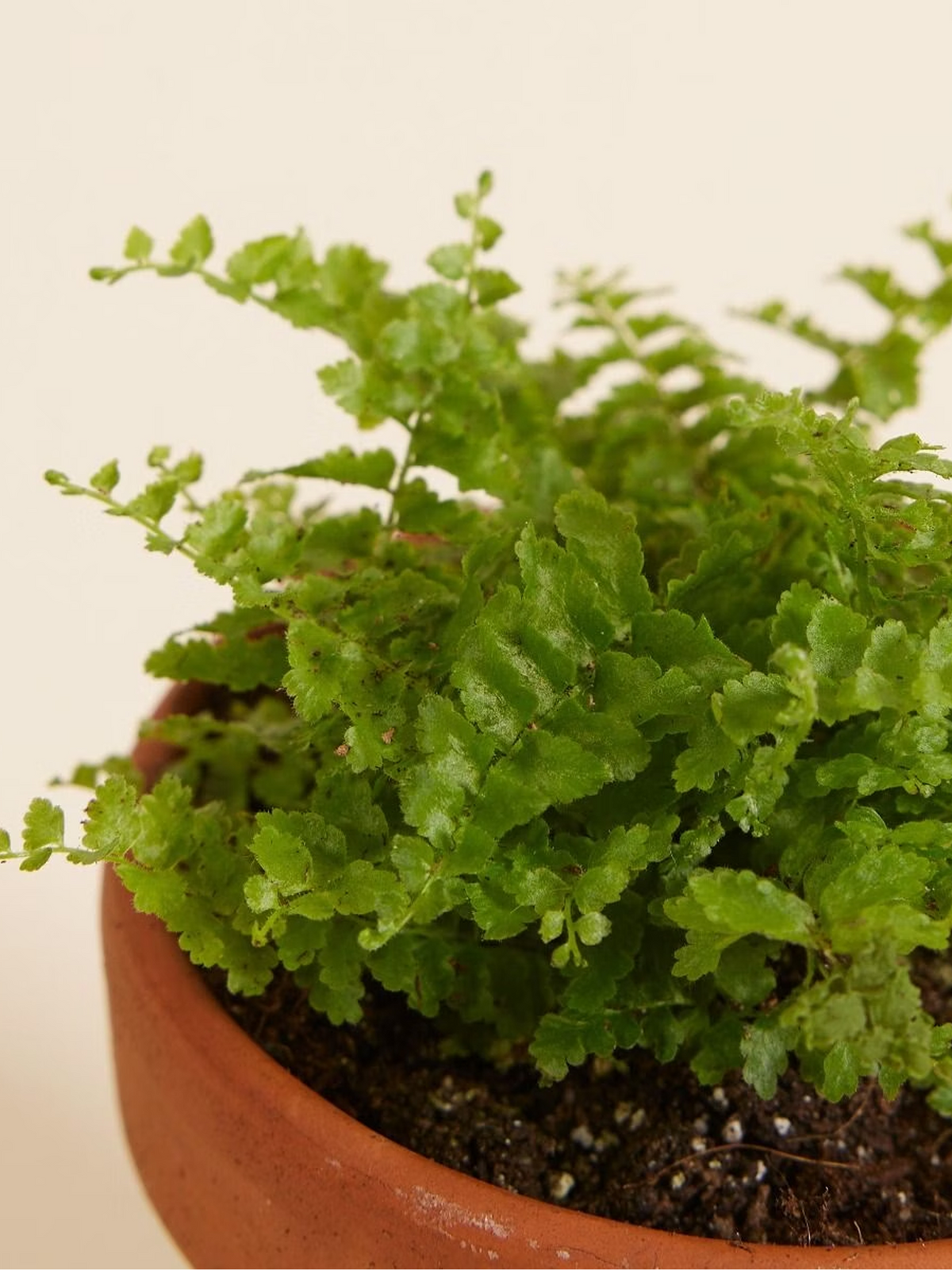 Mini Lemon Button Fern Pot