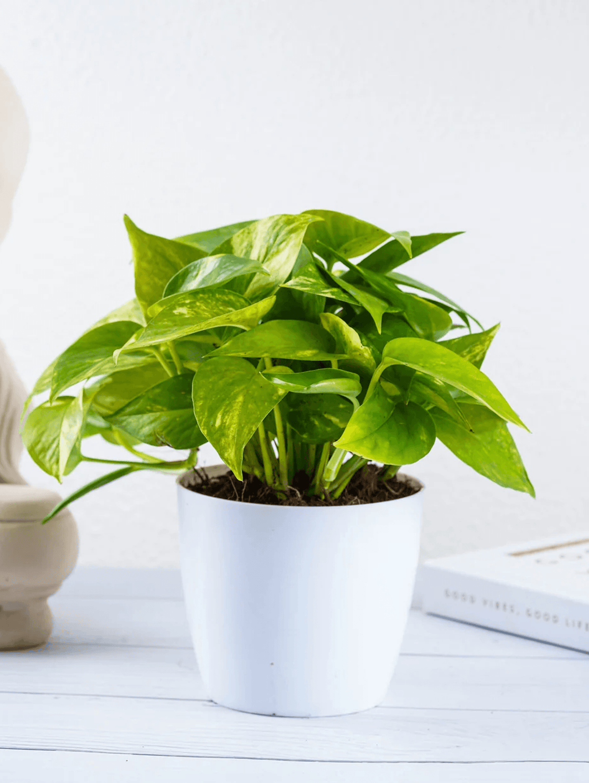 Heartleaf Philodendron Vine