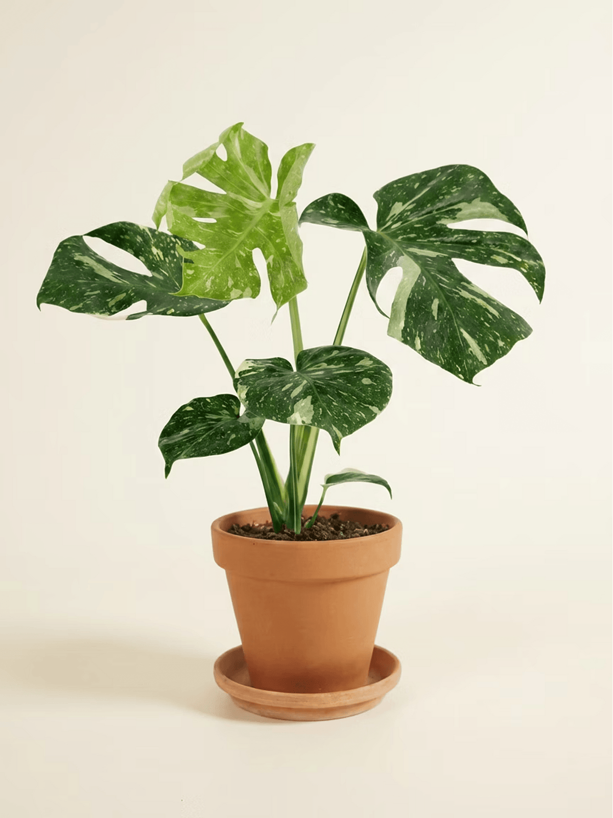 Monstera Thai Constellation