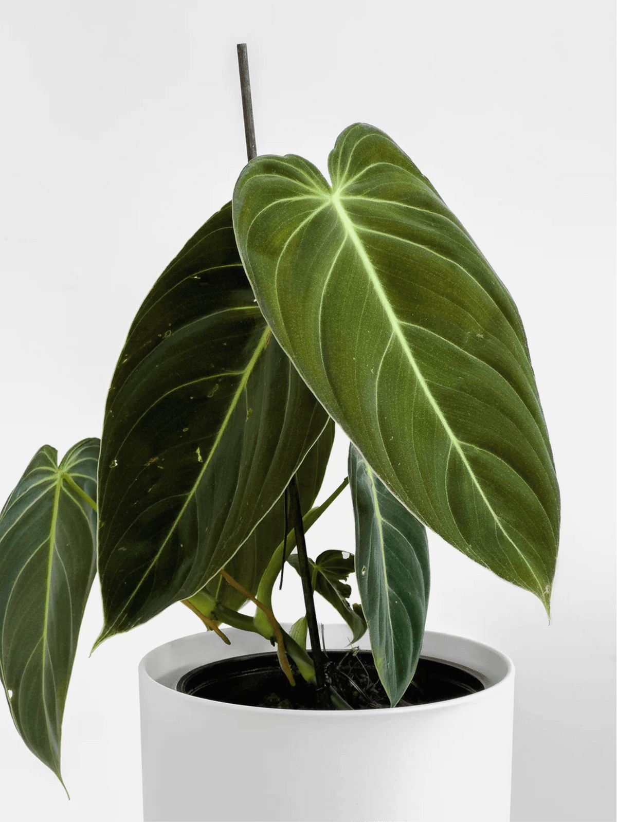 Philodendron Melanochrysum