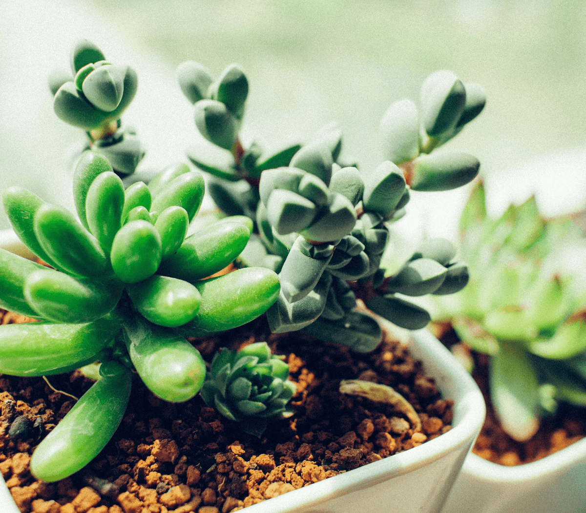 SUCCULENT CARE 101: HOW TO KEEP THESE EASY BEGINNER PLANTS THRIVING AT HOME