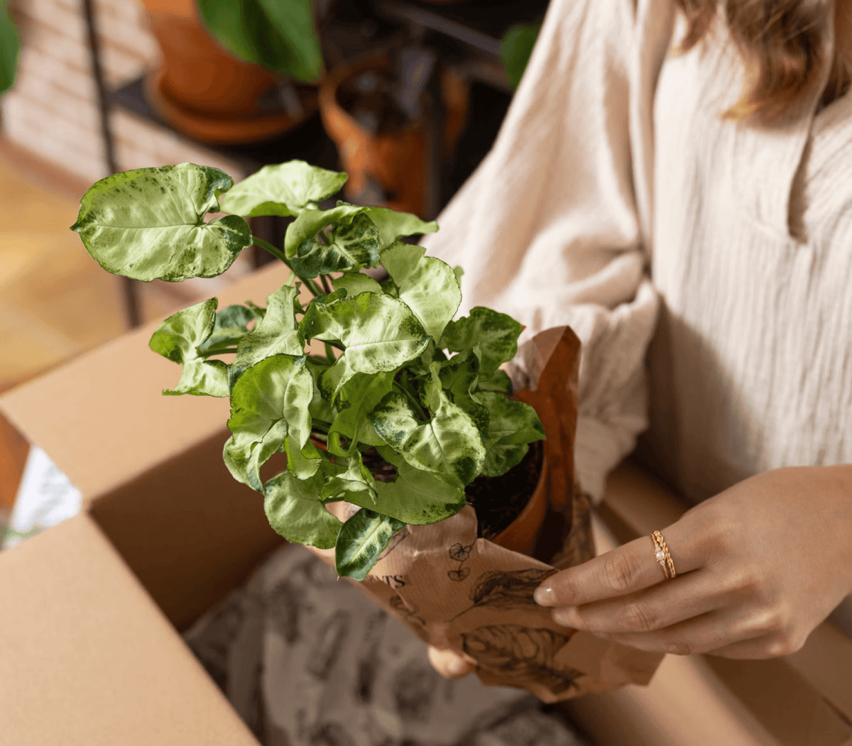 YOUR NEW PLANT HAS ARRIVED: A SIMPLE FIRST-WEEK CARE GUIDE FOR HAPPY ROOTS