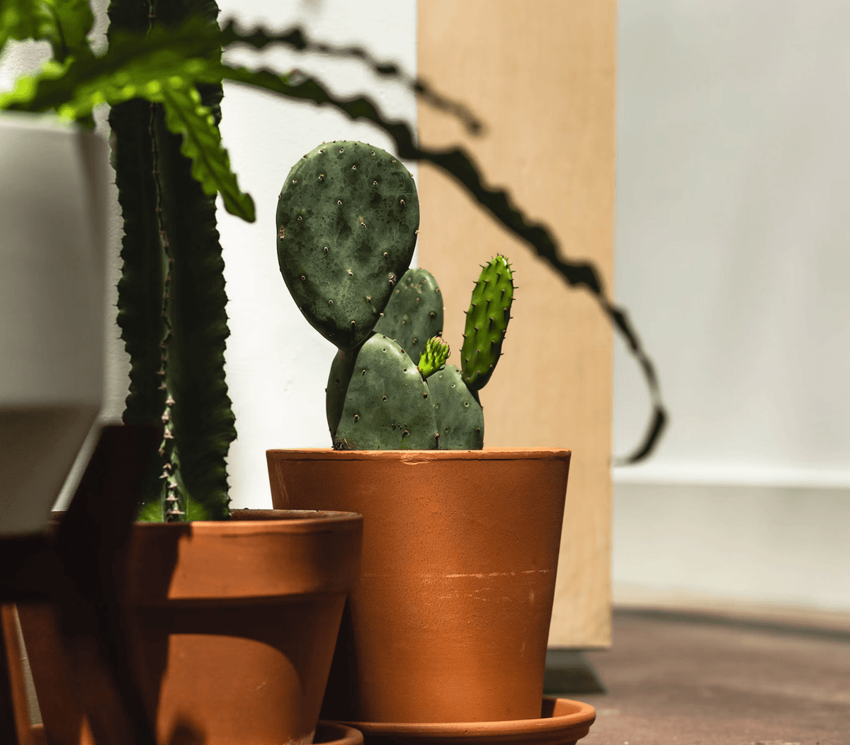CACTUS CARE: LOW-MAINTENANCE DESERT GREENERY WITH LOTS OF BIG PERSONALITY