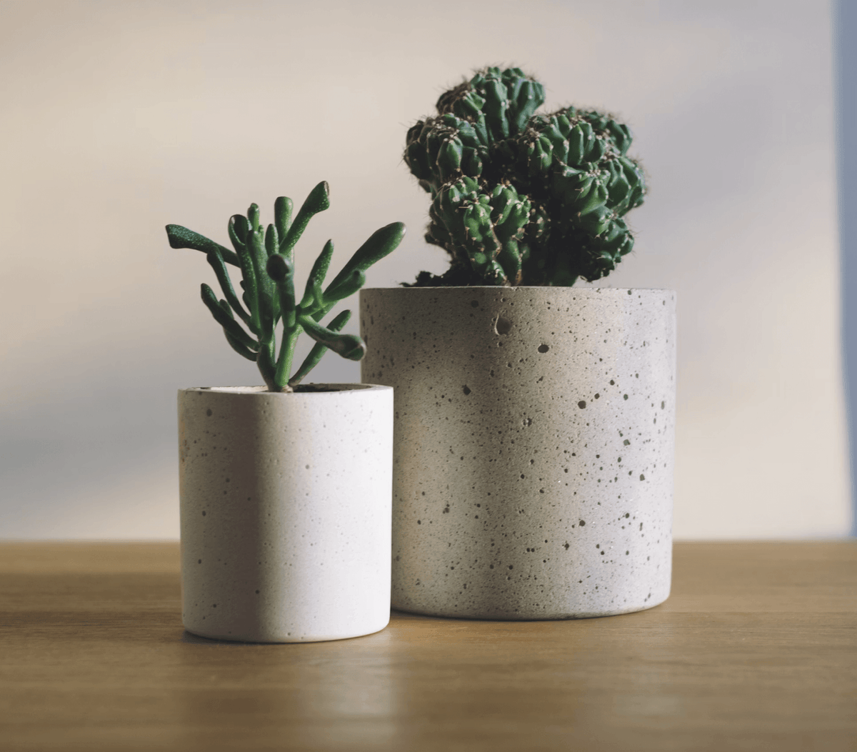 DECORATING WITH PLANTS: SIMPLE WAYS TO BRING NATURAL LIFE INTO EVERY ROOM