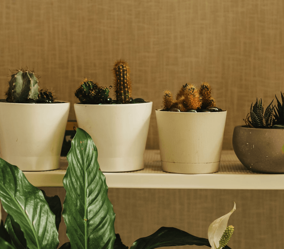 HOW TO STYLE A PLANT SHELF THAT LOOKS EFFORTLESSLY GOOD IN ANY LIVING SPACE
