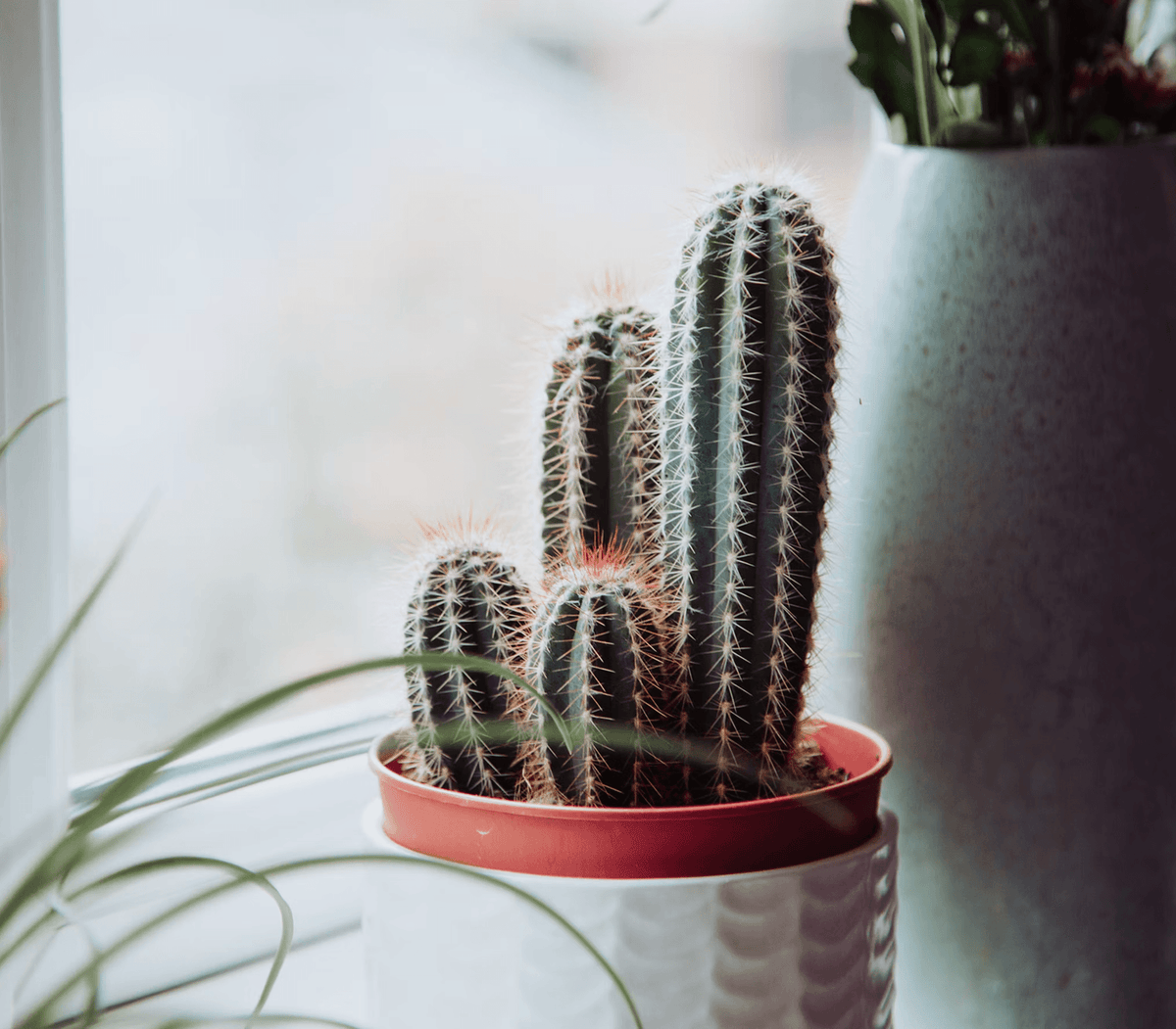 FINDING THE PERFECT LIGHT: A SIMPLE GUIDE TO WHERE YOUR HOUSEPLANTS BELONG