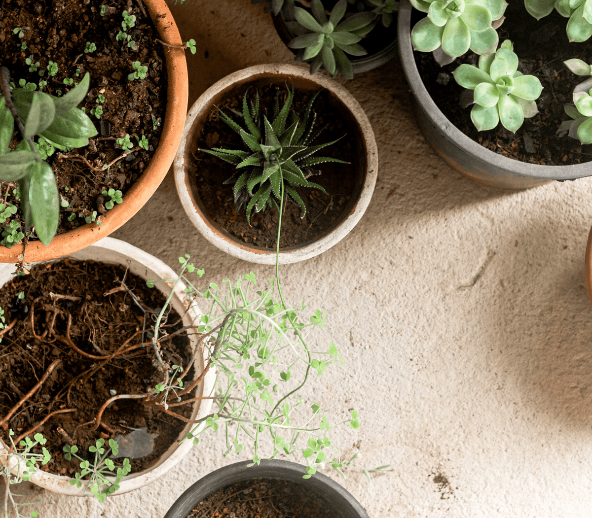 REPOTTING MADE SIMPLE: WHEN AND HOW TO GIVE YOUR PLANTS ROOM TO GROW WELL