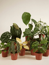 Mixed Houseplant Gift Box