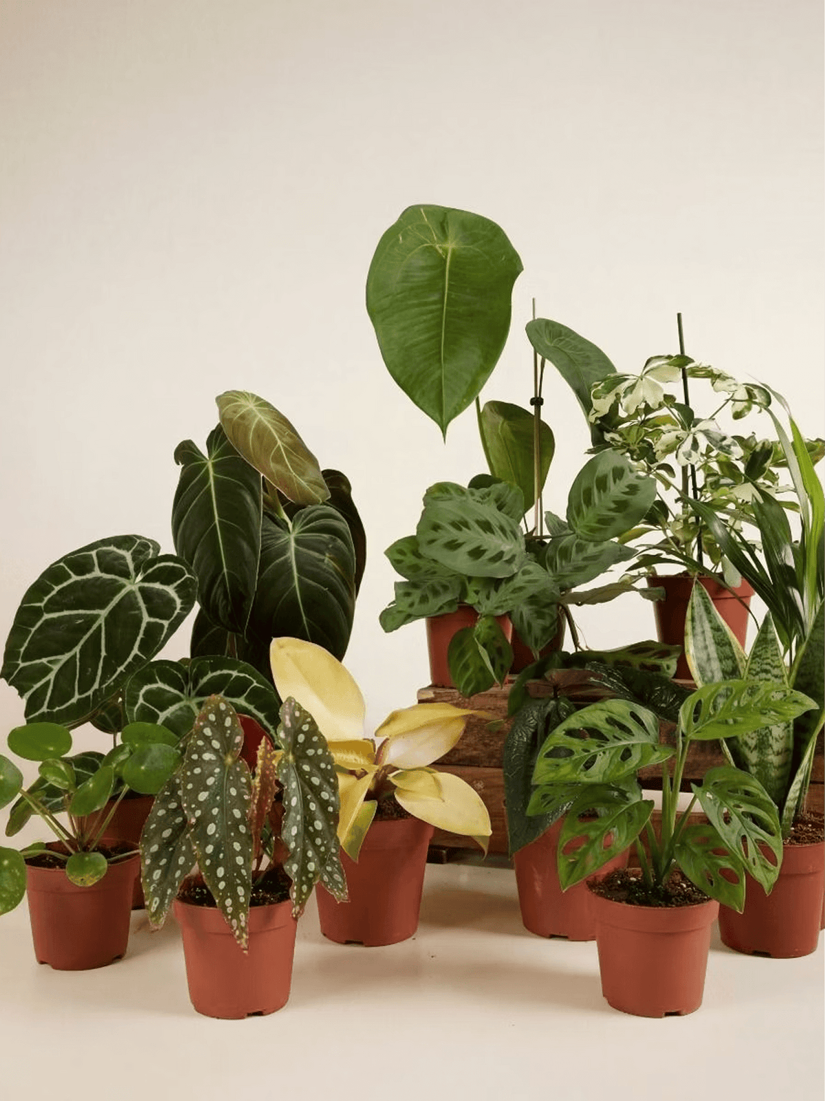 Mixed Houseplant Gift Box