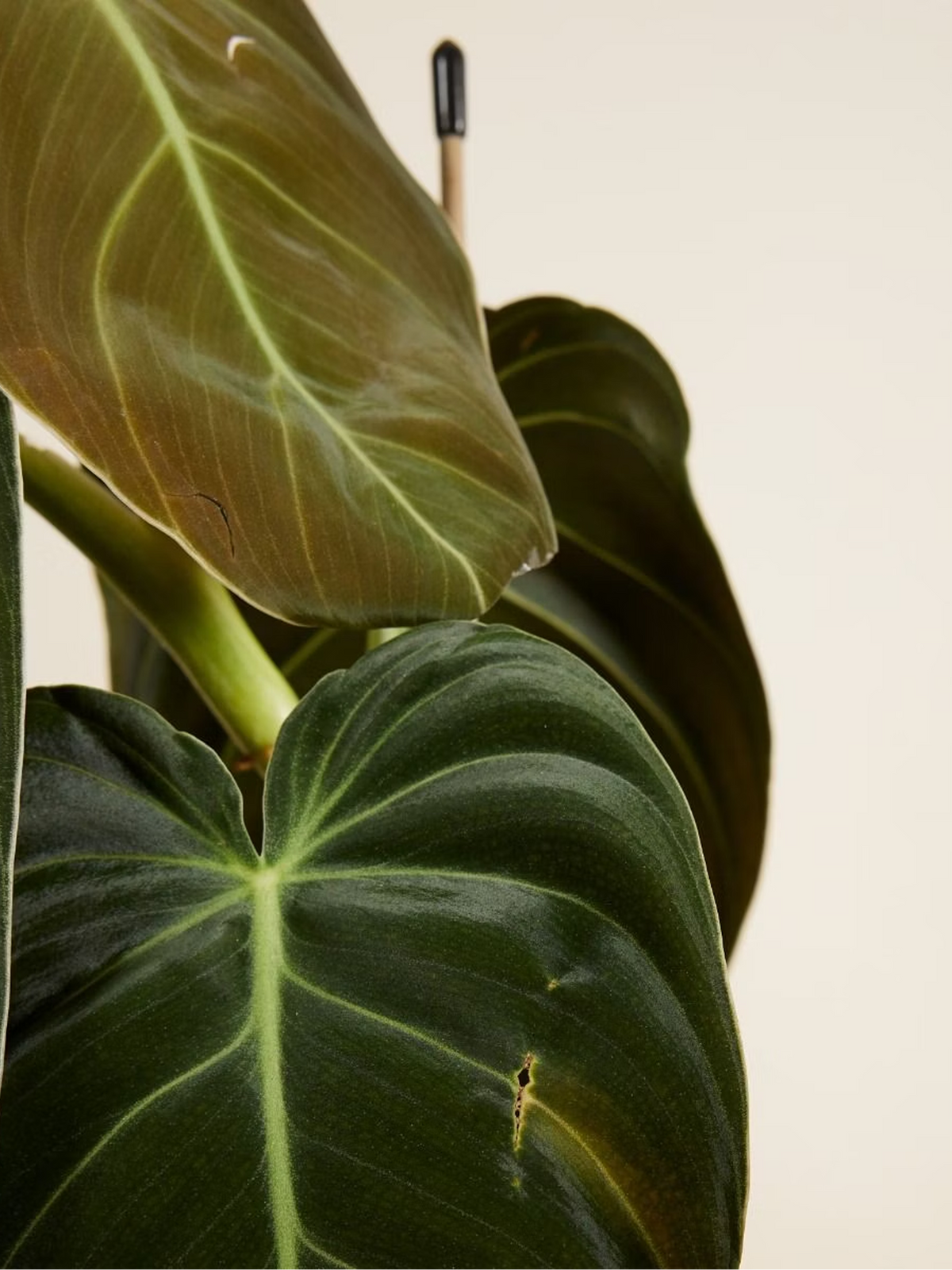Mixed Houseplant Gift Box