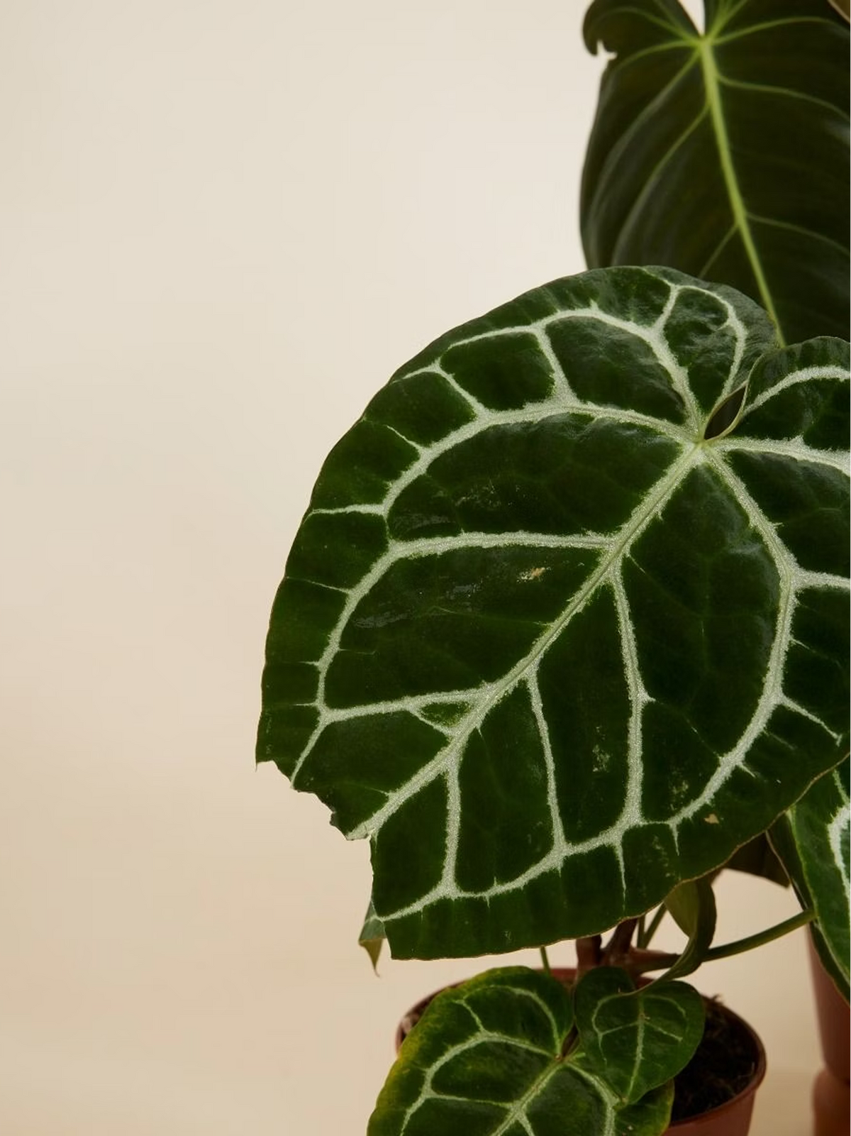 Mixed Houseplant Gift Box