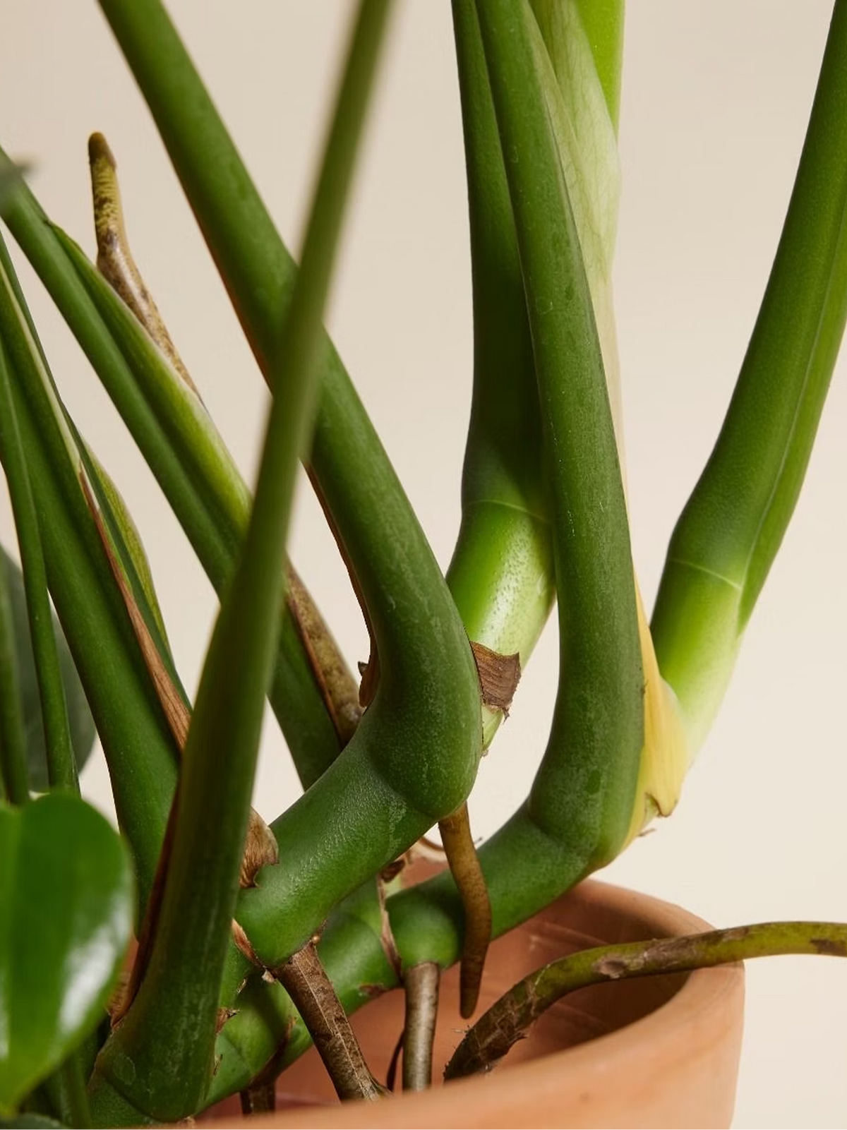 Monstera Swiss Cheese Plant