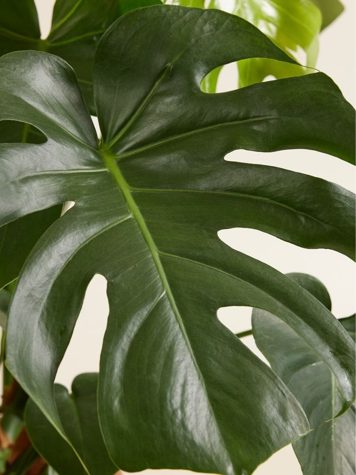 Monstera Swiss Cheese Plant