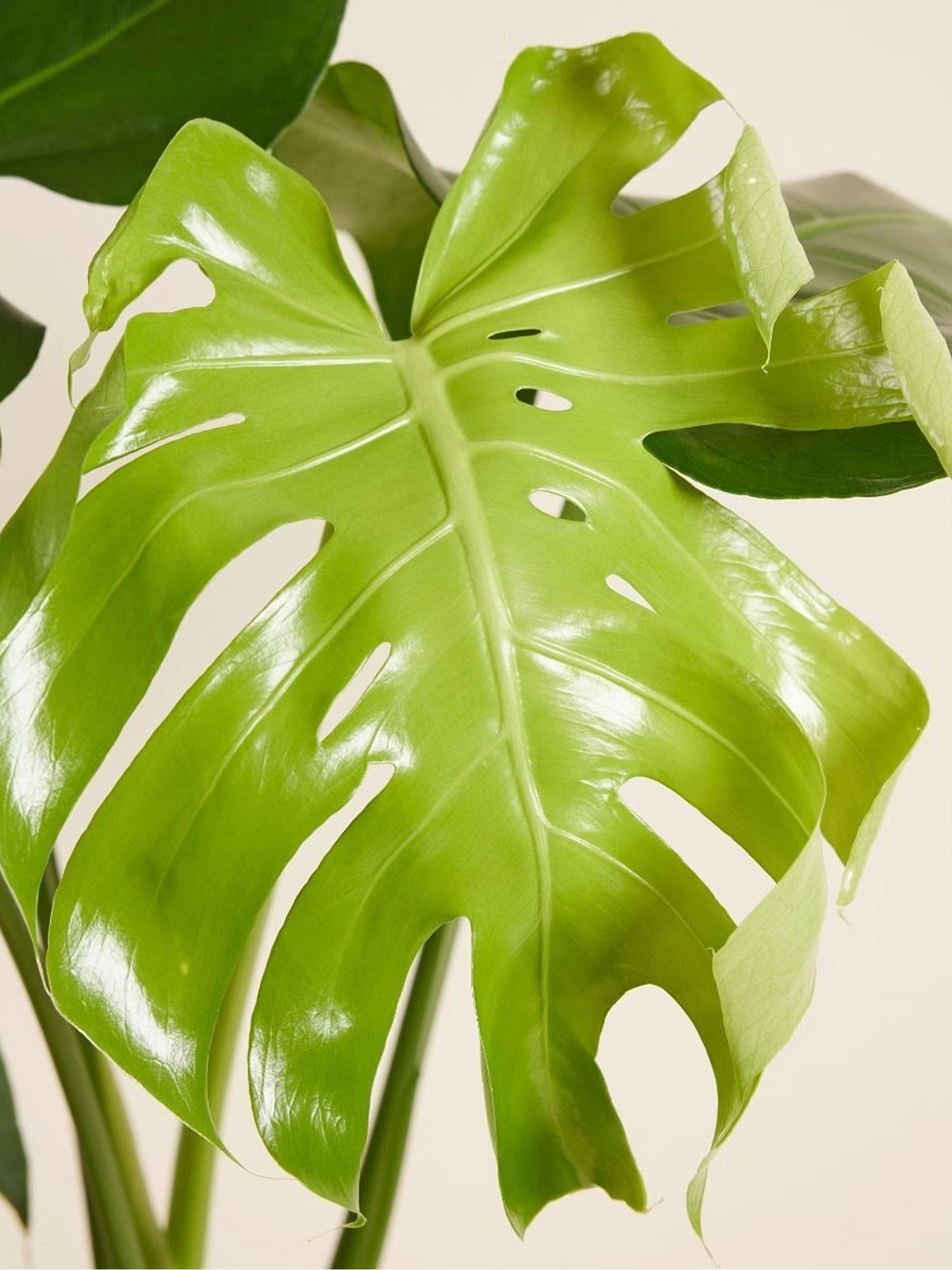 Monstera Swiss Cheese Plant