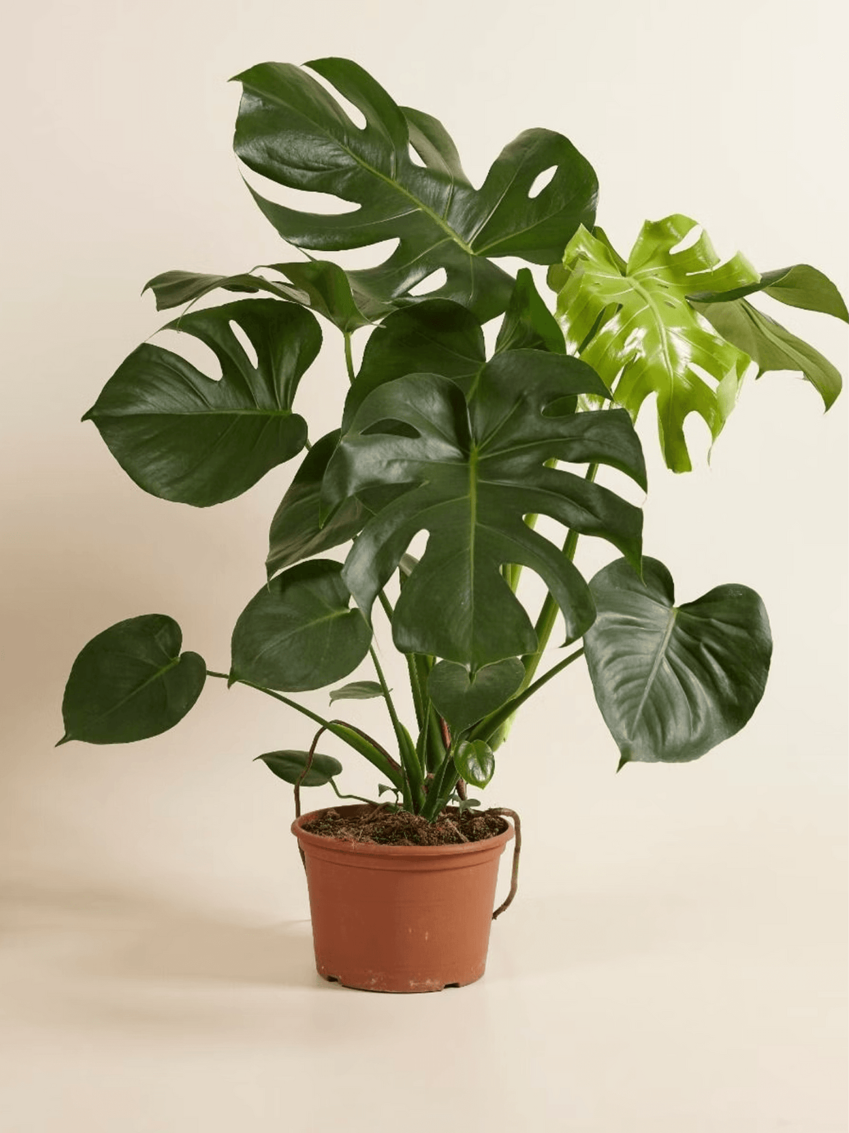 Monstera Swiss Cheese Plant