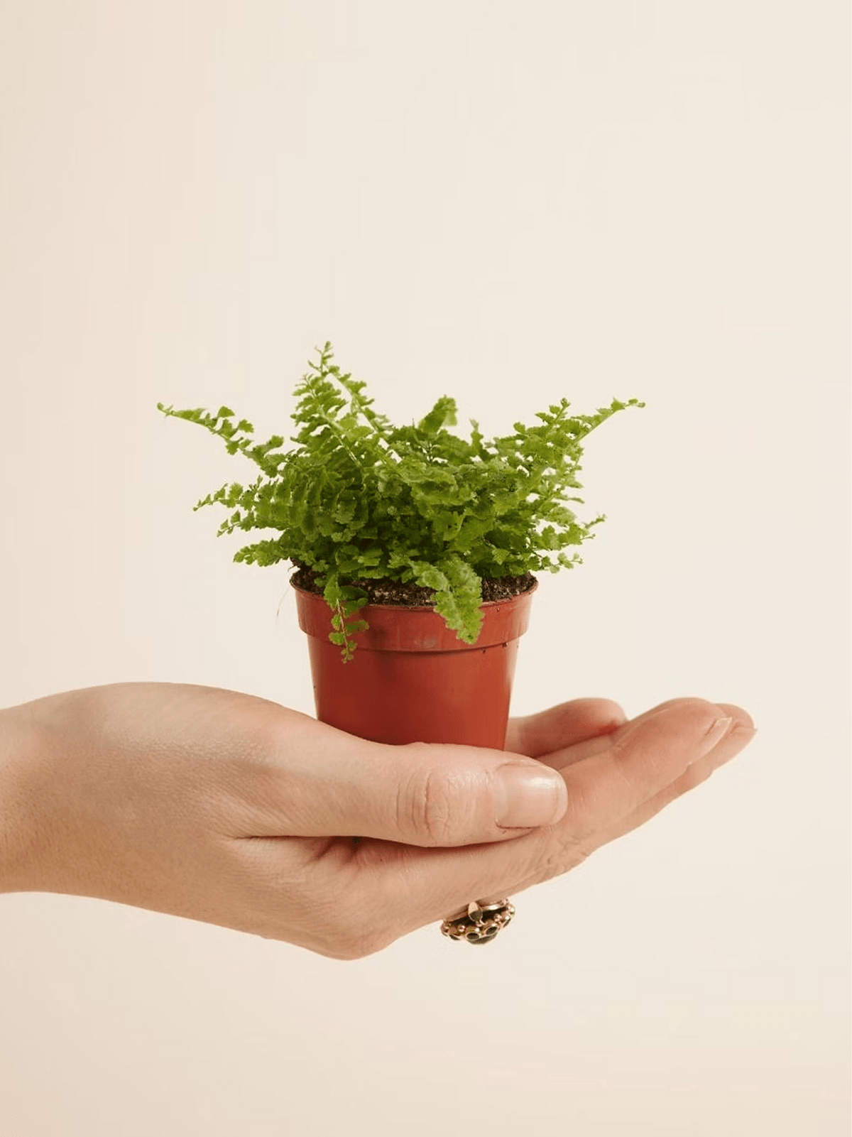 Mini Lemon Button Fern Pot