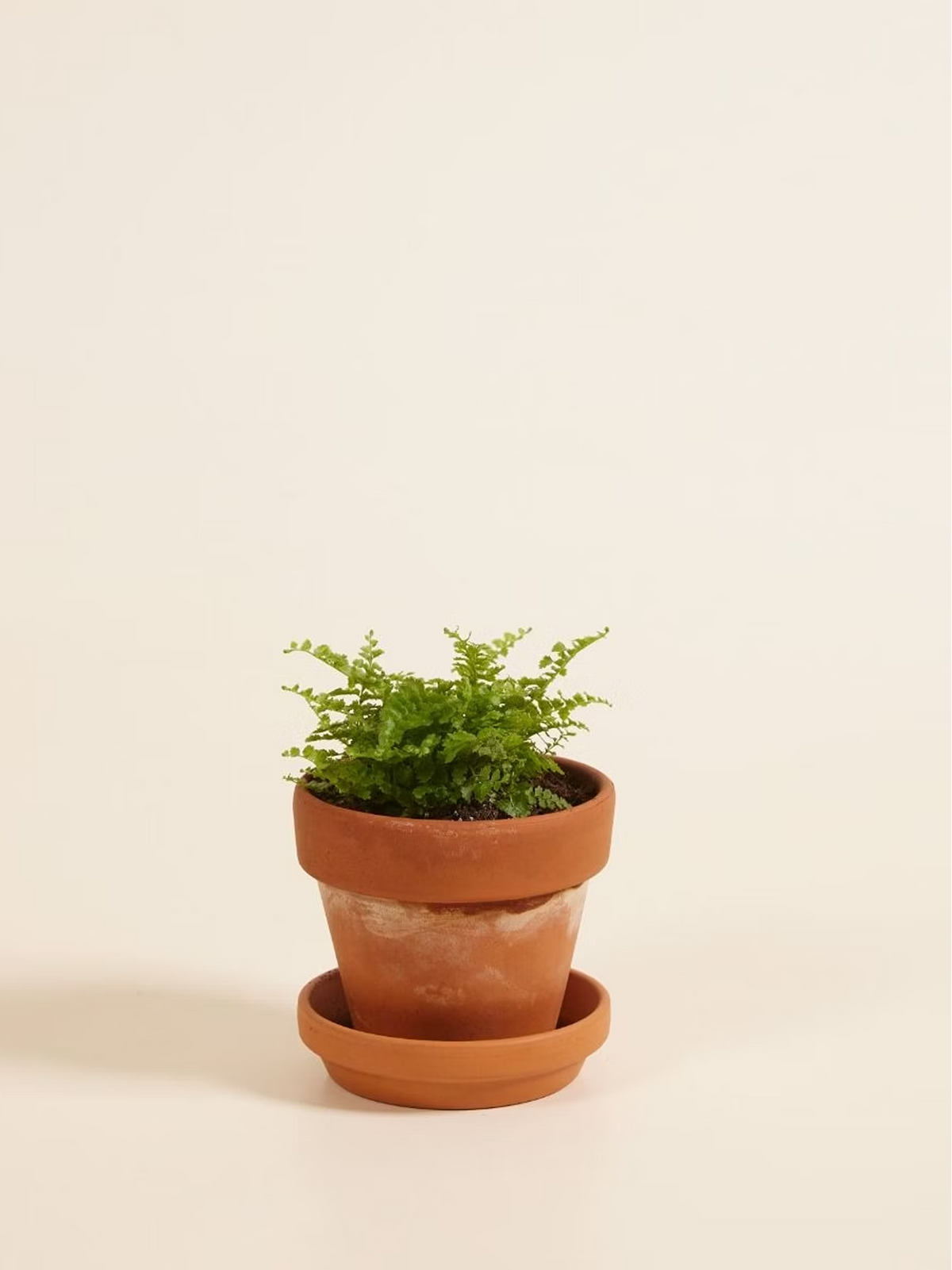Mini Lemon Button Fern Pot