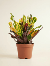 Colorful Croton Houseplant