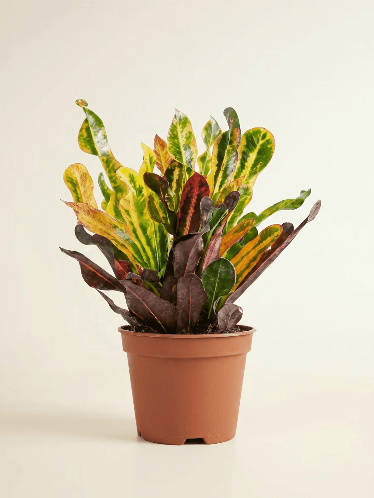 Colorful Croton Houseplant