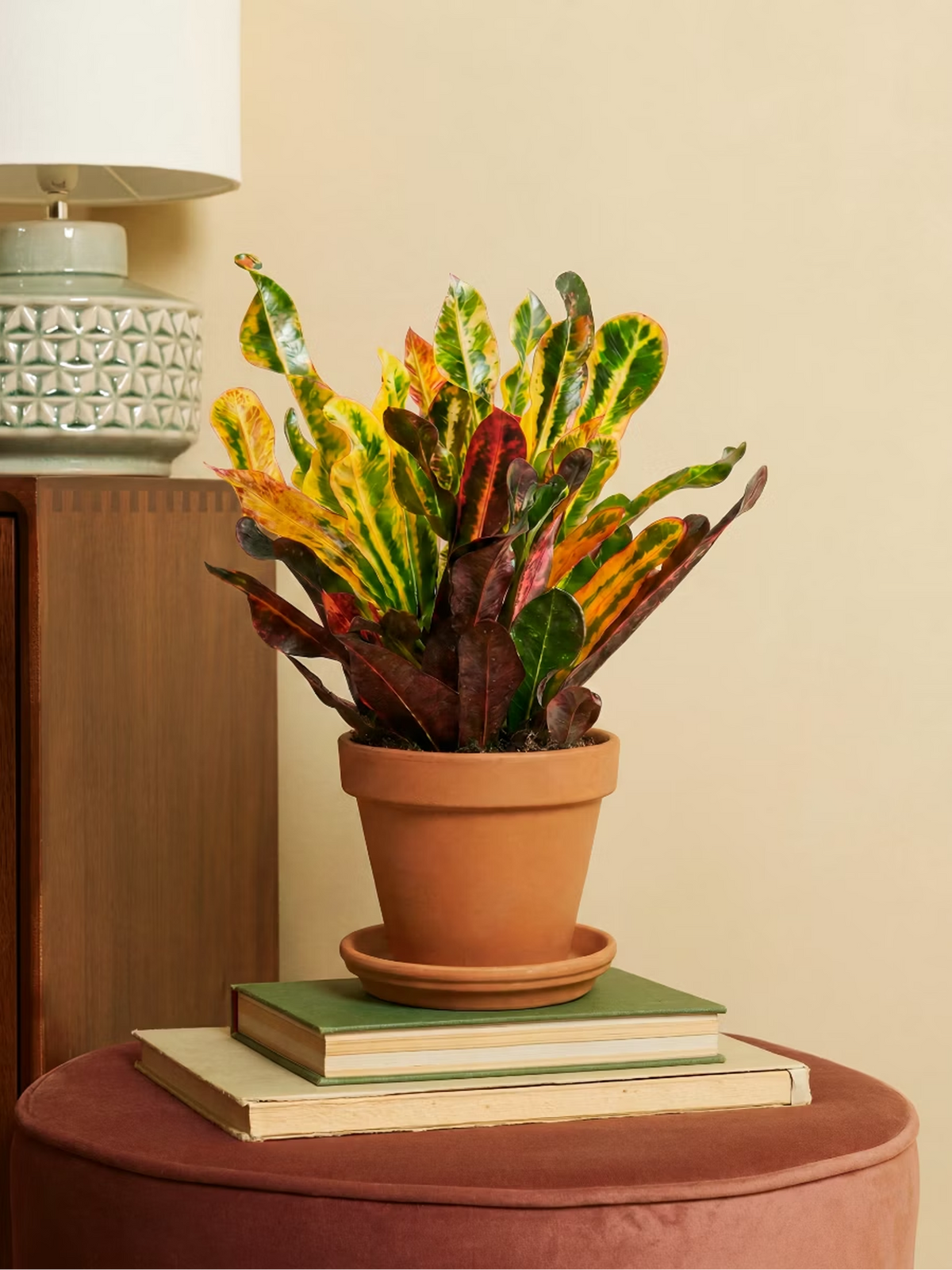 Colorful Croton Houseplant