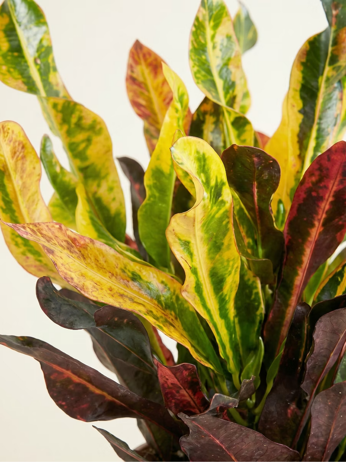 Colorful Croton Houseplant