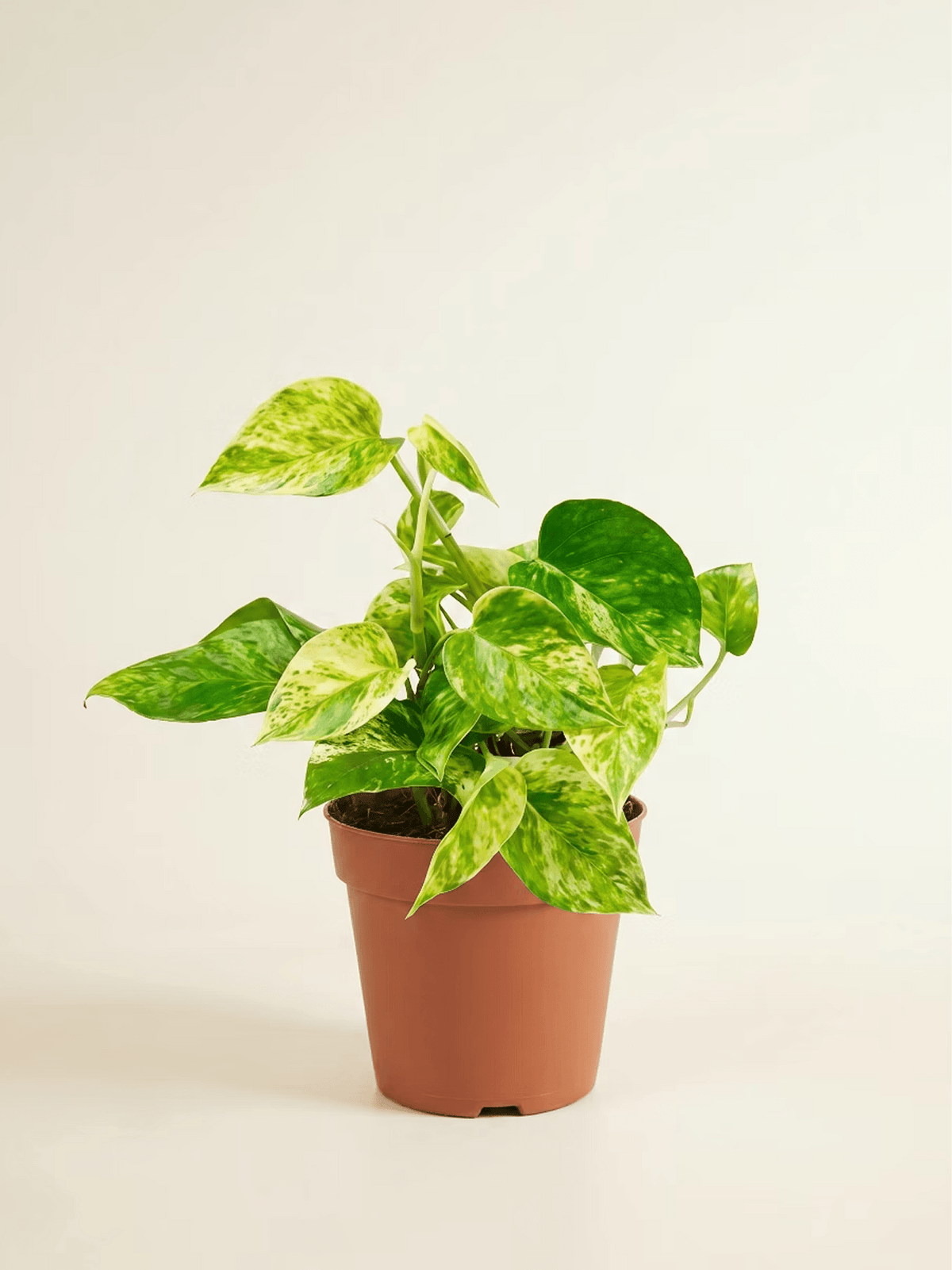 Marble Queen Pothos Plant