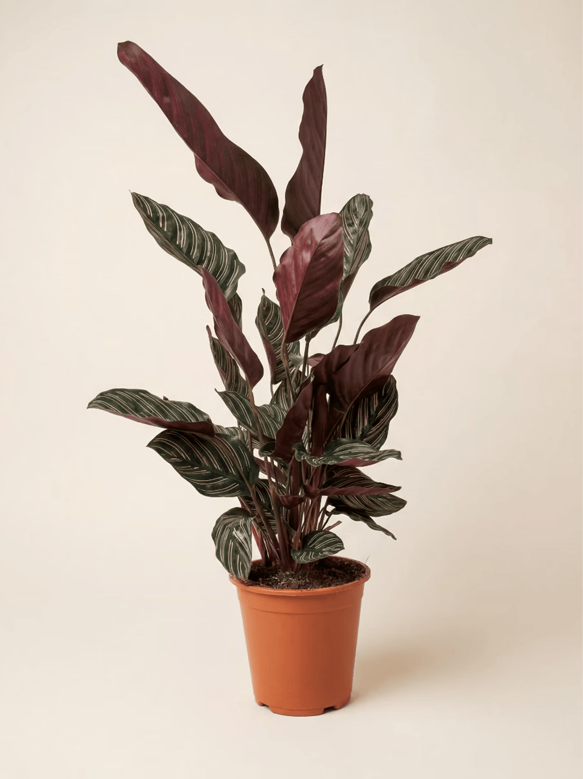 Pinstripe Calathea Ornata
