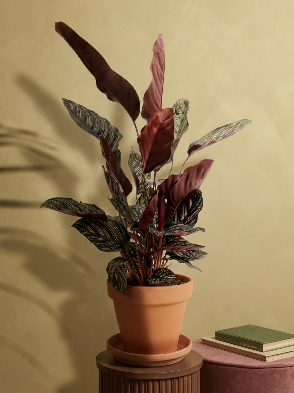 Pinstripe Calathea Ornata