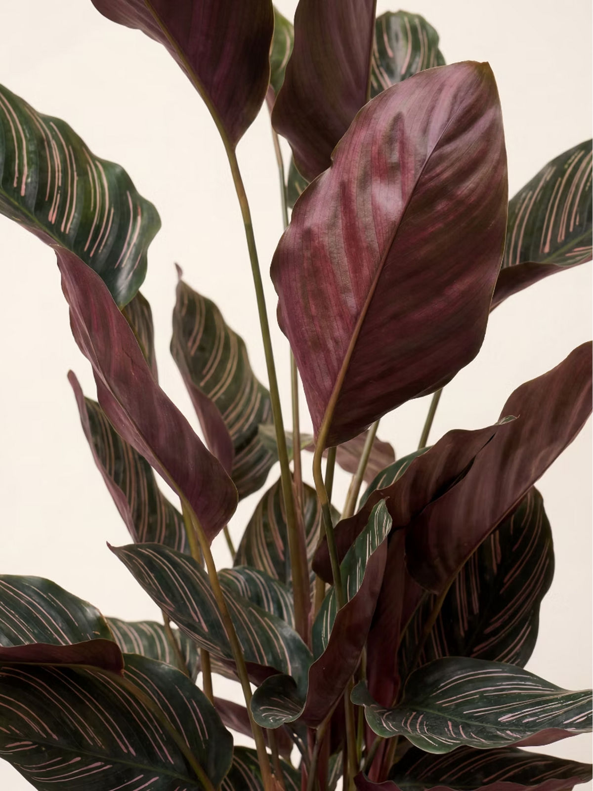 Pinstripe Calathea Ornata