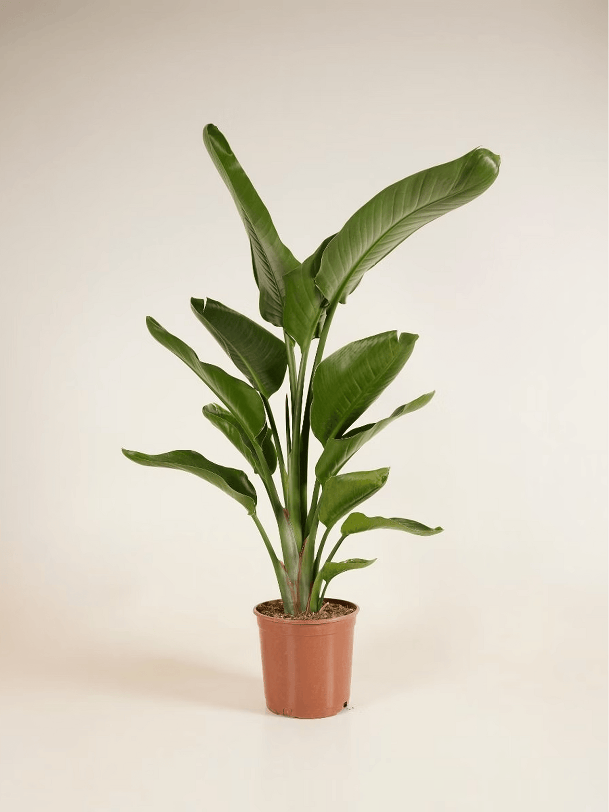 Bird of Paradise Strelitzia