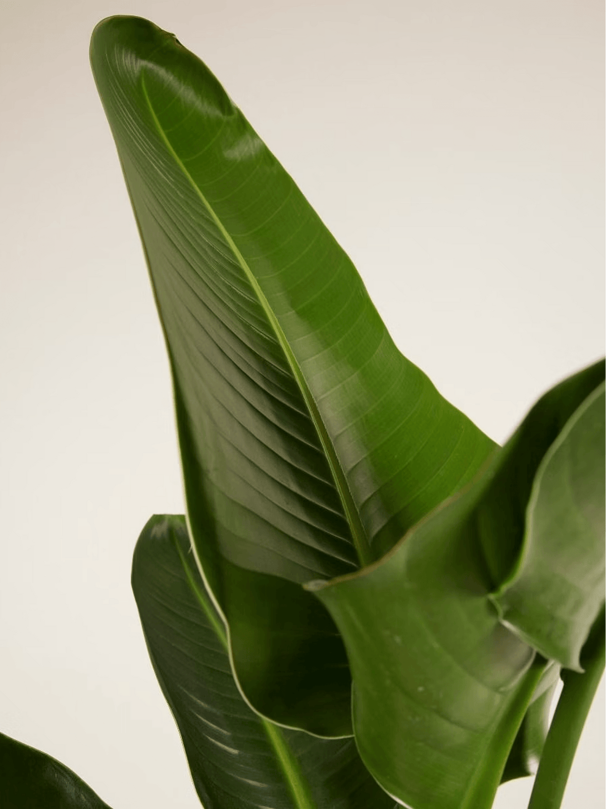 Bird of Paradise Strelitzia