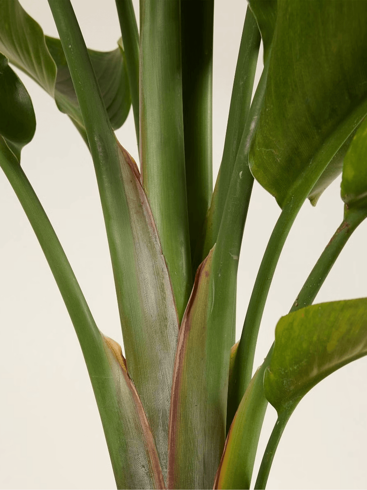 Bird of Paradise Strelitzia