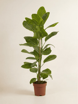 Ficus Altissima Tall Plant