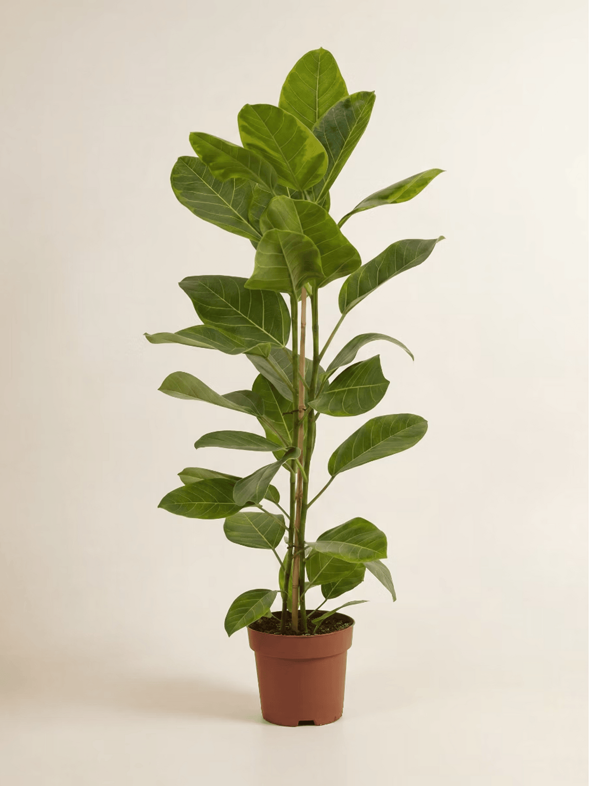 Ficus Altissima Tall Plant