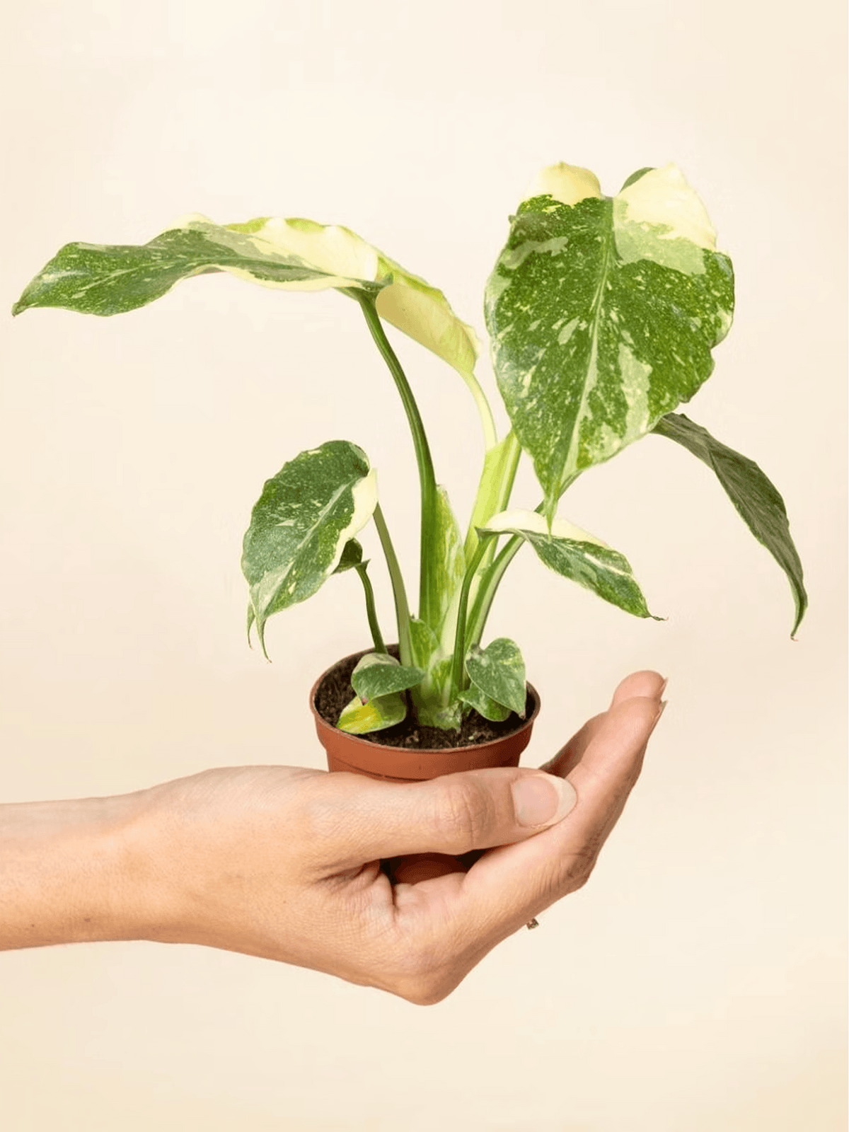 Variegated Syngonium Plant