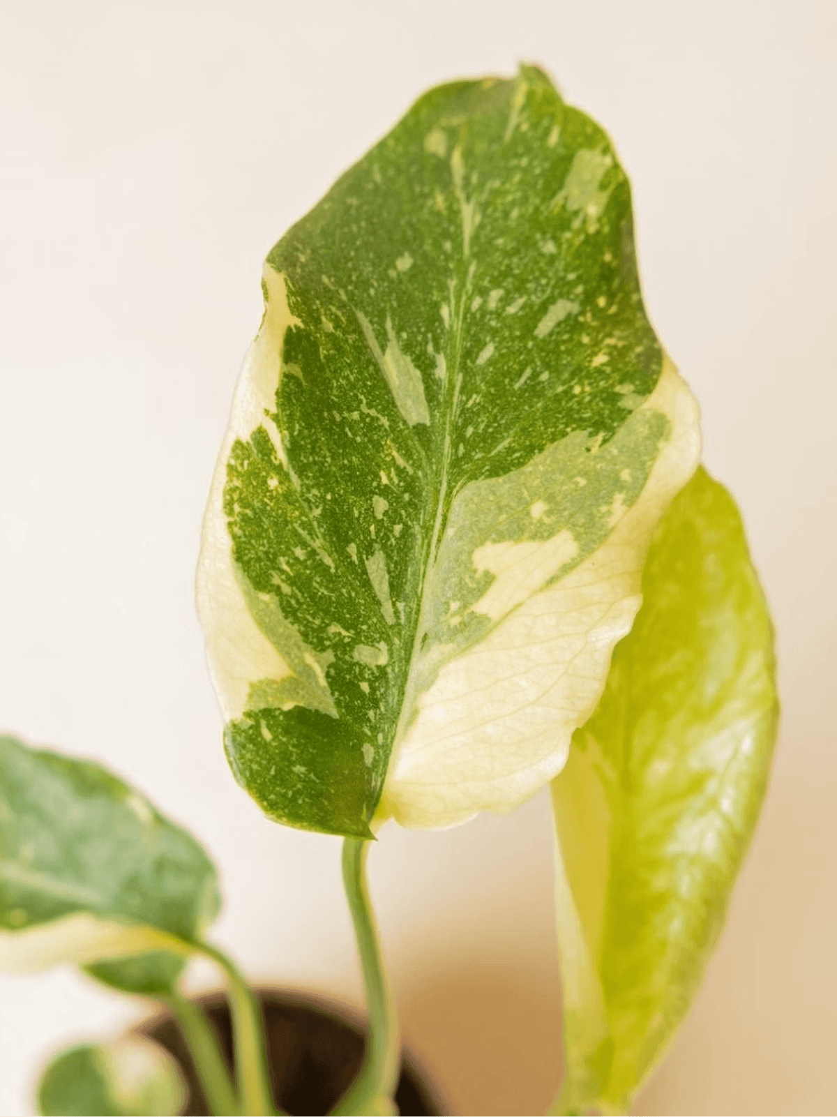 Variegated Syngonium Plant