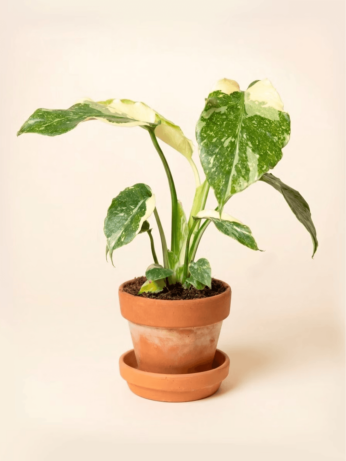 Variegated Syngonium Plant