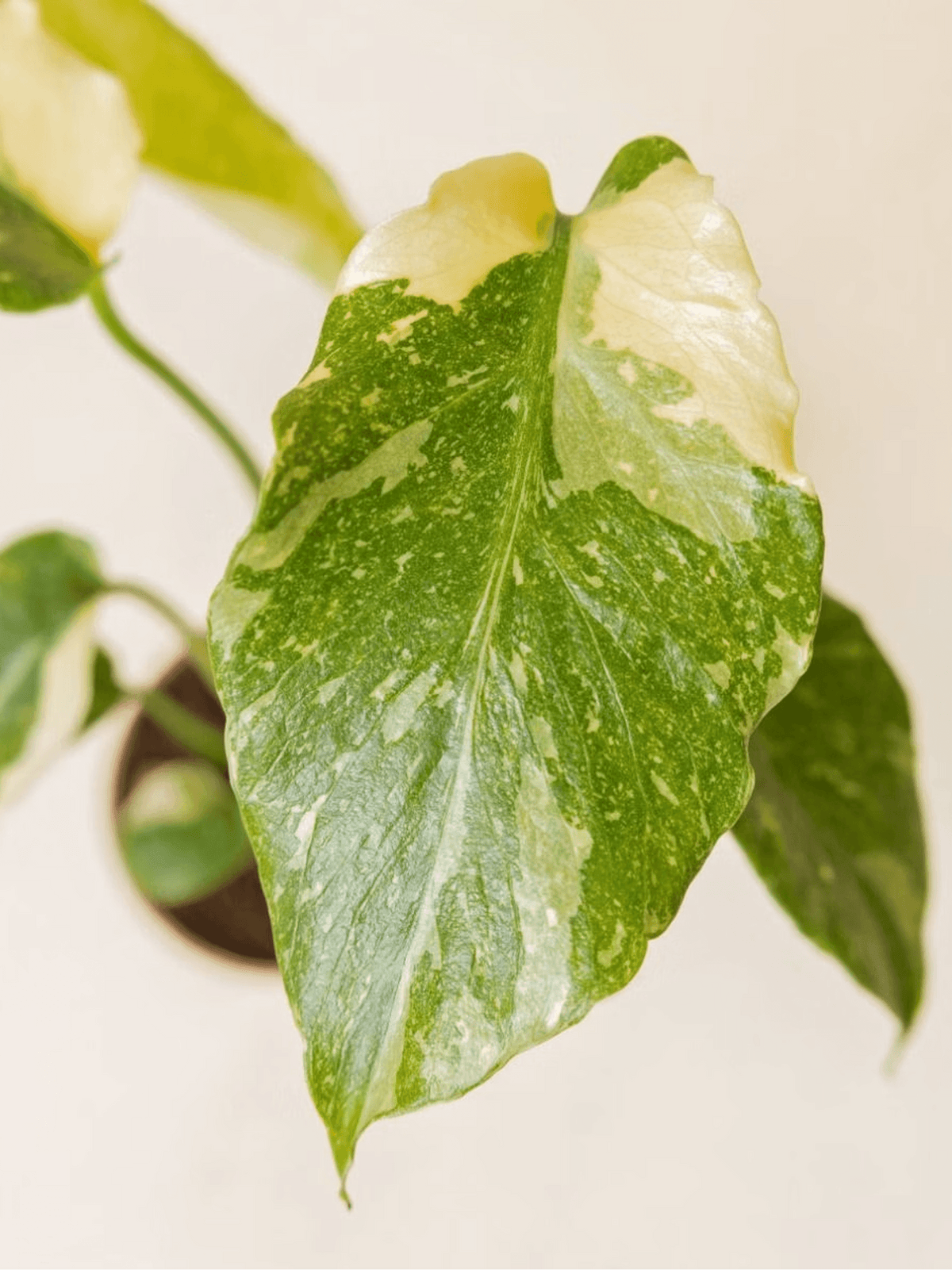 Variegated Syngonium Plant