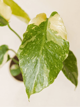 Variegated Syngonium Plant