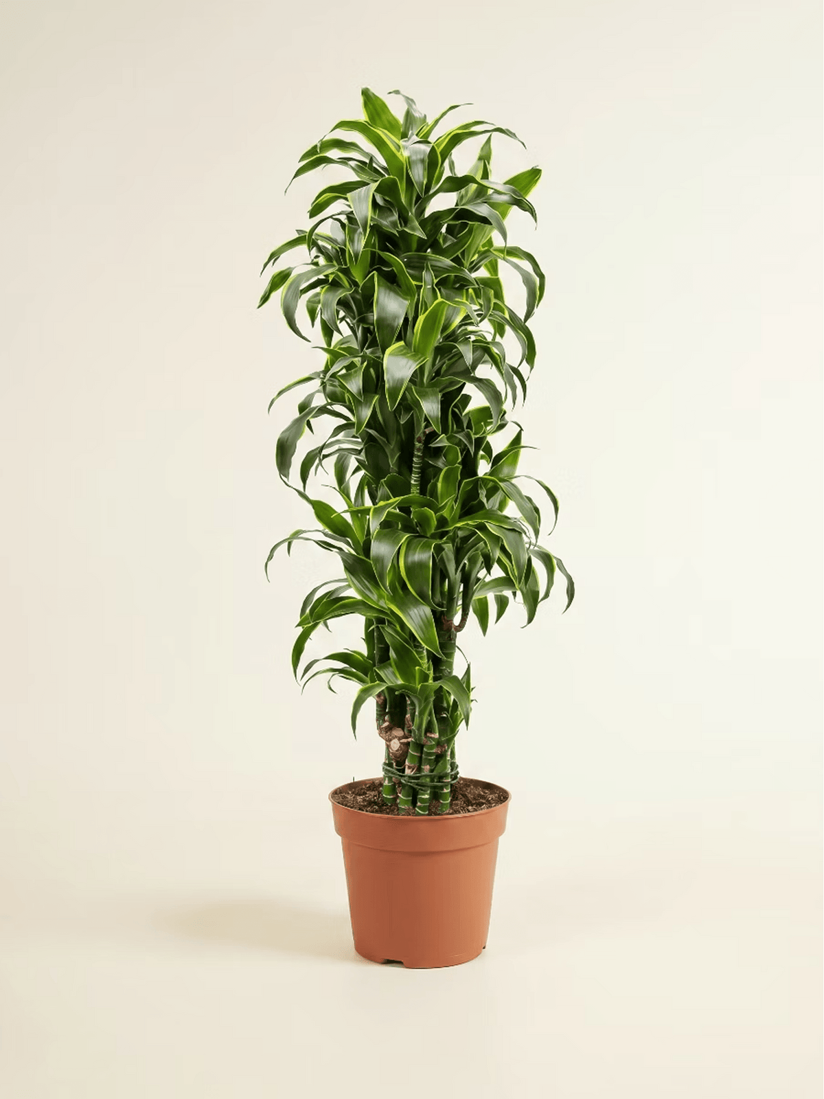 Dracaena Corn Plant Medium