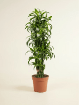 Dracaena Corn Plant Medium