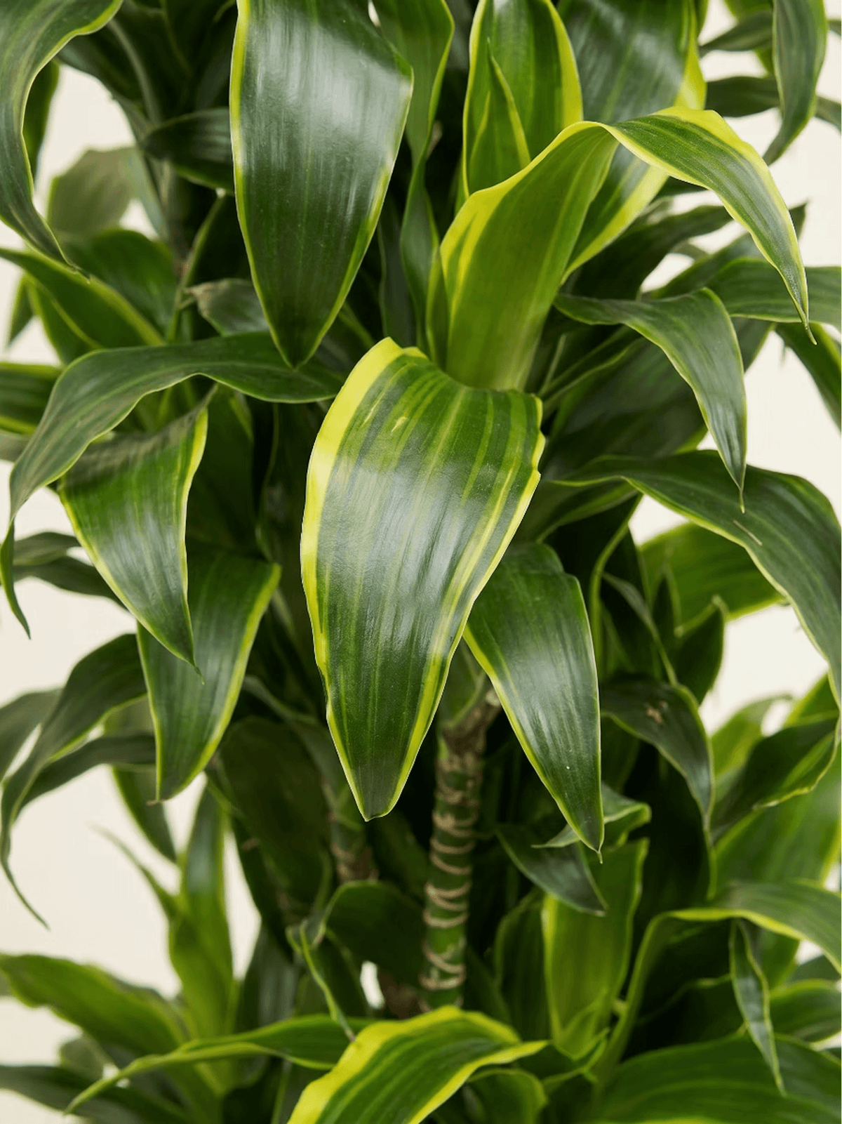 Dracaena Corn Plant Medium