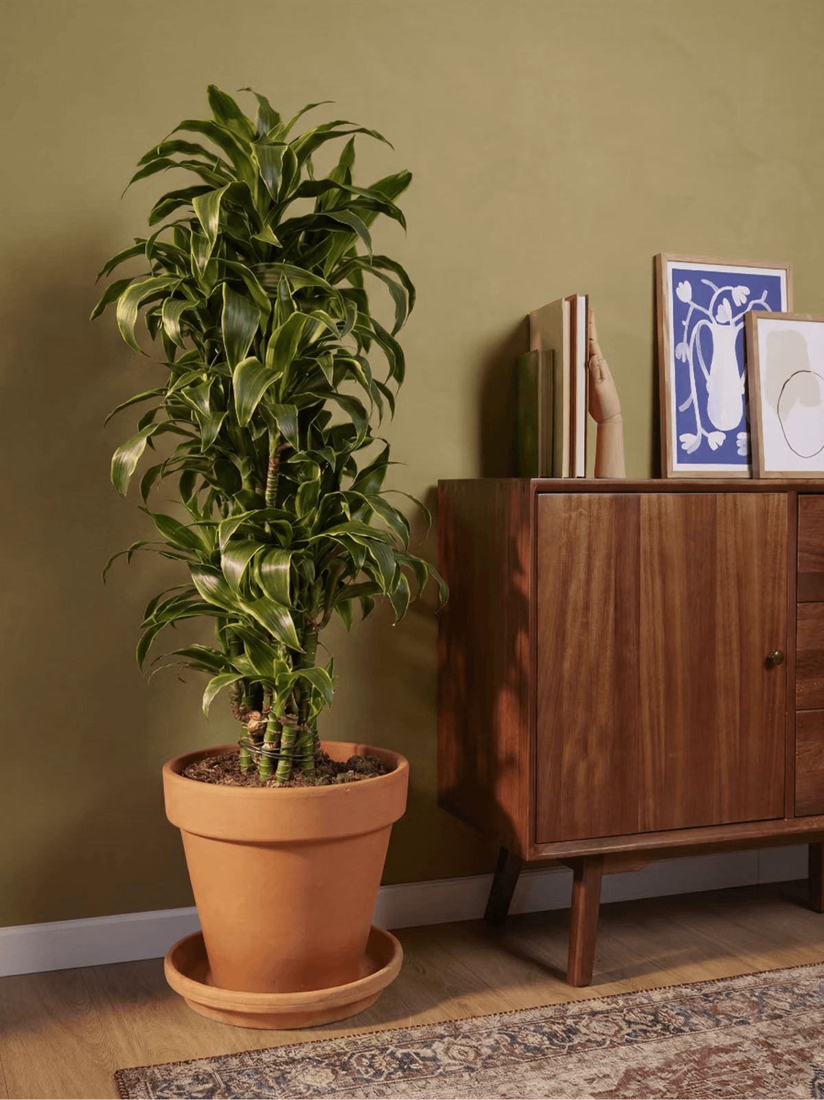Dracaena Corn Plant Medium