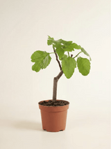 Ficus Carica Brown Turkey