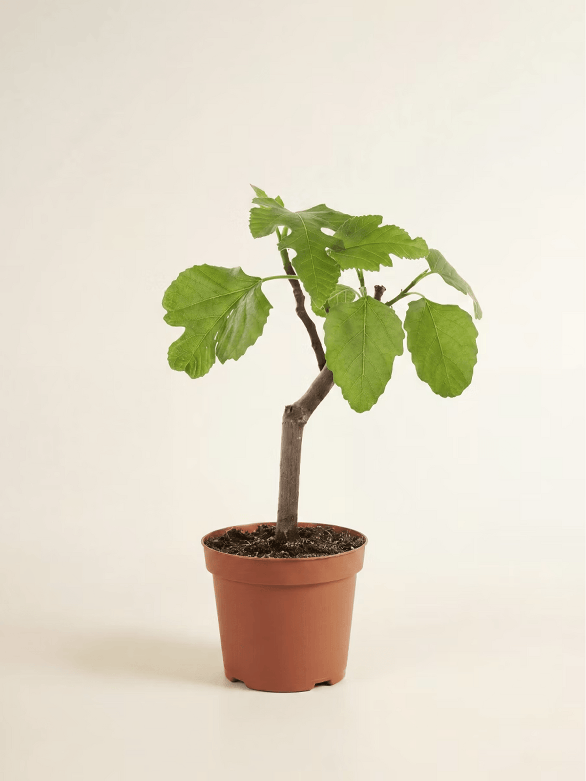 Ficus Carica Brown Turkey