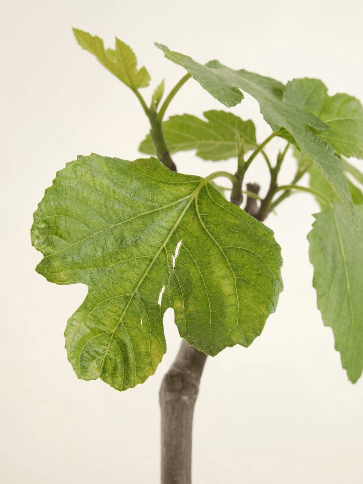 Ficus Carica Brown Turkey