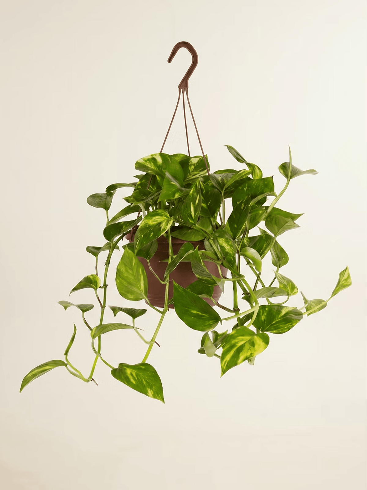 Golden Pothos Hanging Plant