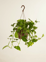 Golden Pothos Hanging Plant