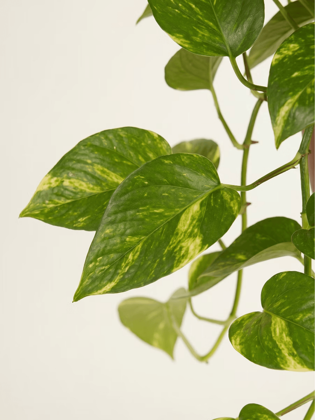 Golden Pothos Hanging Plant
