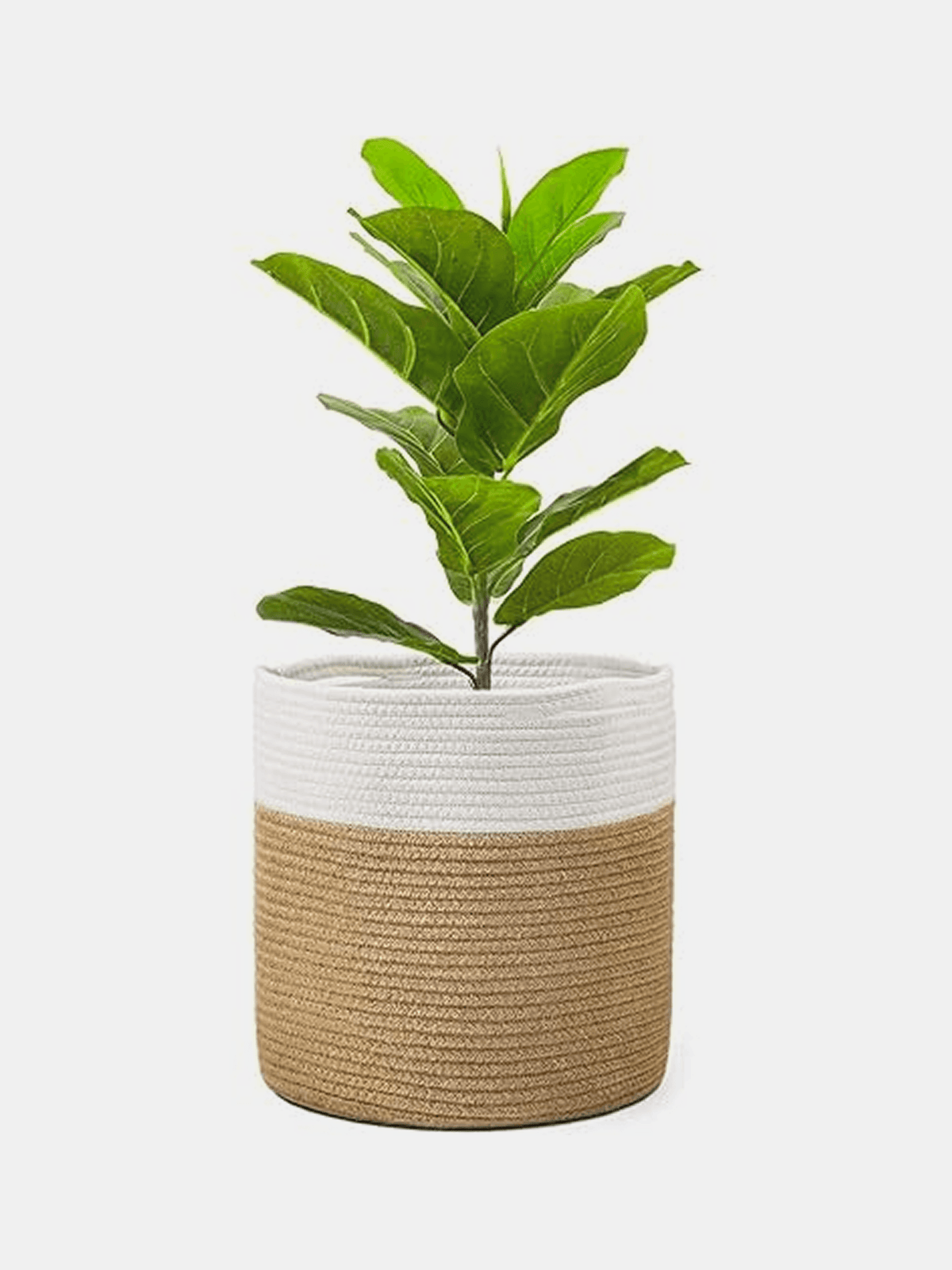 Fiddle Leaf Fig in Basket